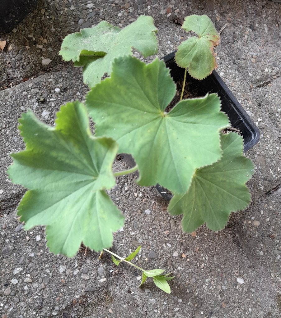DIVERSE POTTEN VROUWENMANTEL Alchemilla Mollis