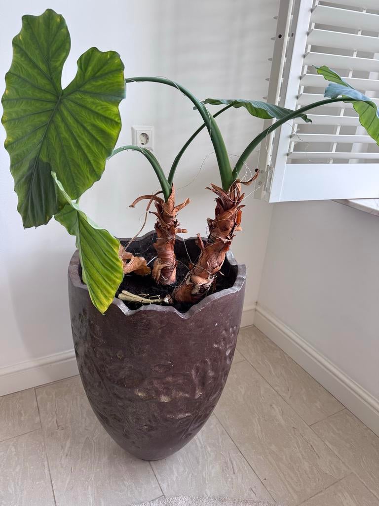 Bronskleurige pot met plant, Overige materialen, Gebruikt, Rond, Binnen