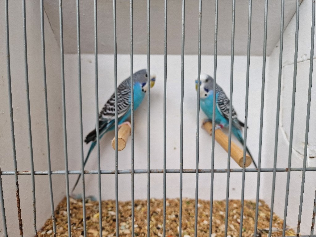 Grasparkieten, Meerdere dieren, Parkiet