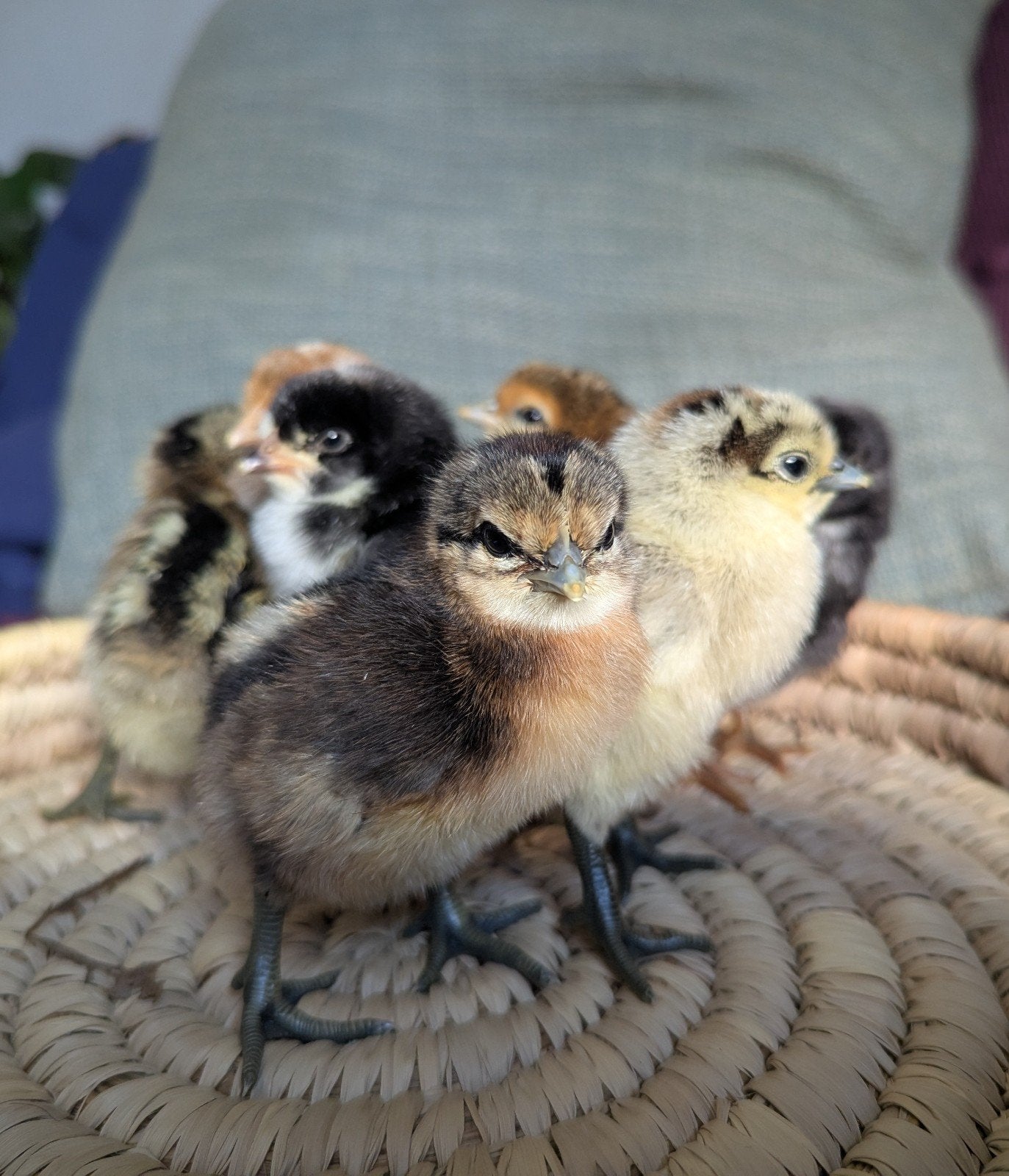 Broedeieren kleurleggers, Dieren en Toebehoren, Pluimvee, Geslacht onbekend, Kip