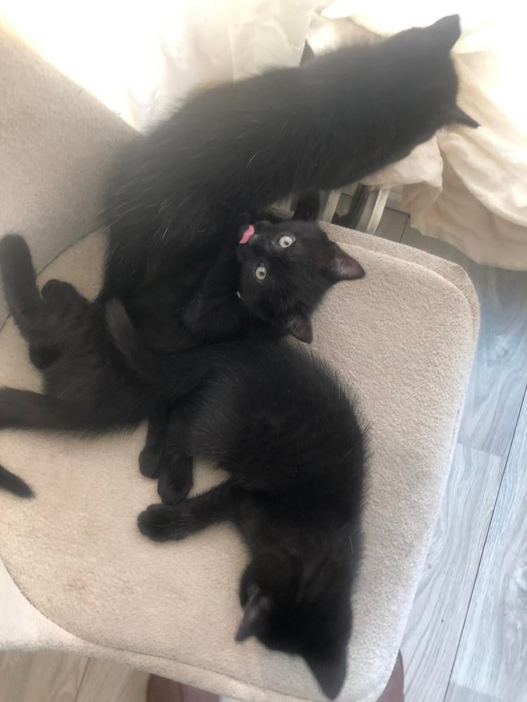 Kittens britse korhaar, Dieren en Toebehoren, Poes, Kortharig, 0 tot 2 jaar