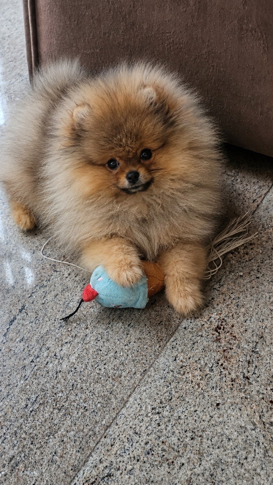 raszuiver pomeranian reutje 4 mnd, Keeshond, 15 weken tot 1 jaar, Reu, Parvo