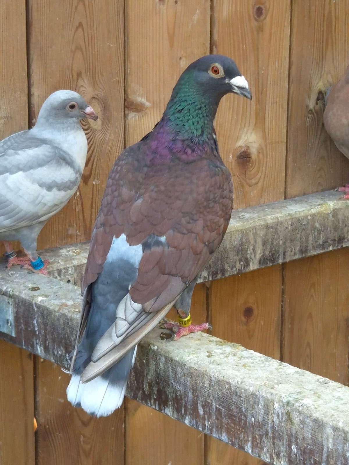 Kleurpostduif kleurpostduiven, Meerdere dieren, Postduif