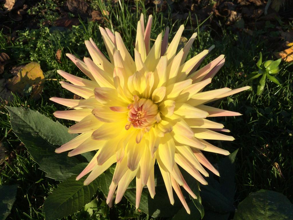 Dahlia knollen [gemengd], Overige soorten, 0 tot 2 jaar