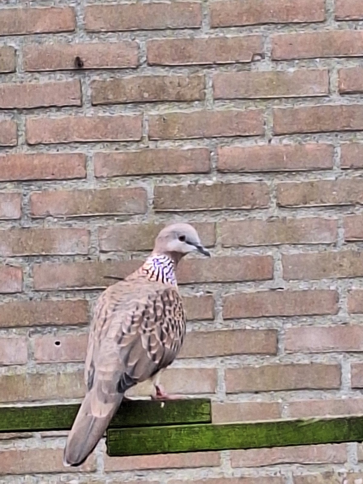 Te koop, 6 jonge parelhalsband tortelduiven broed 2026, Dieren en Toebehoren, Meerdere dieren, Tortelduif