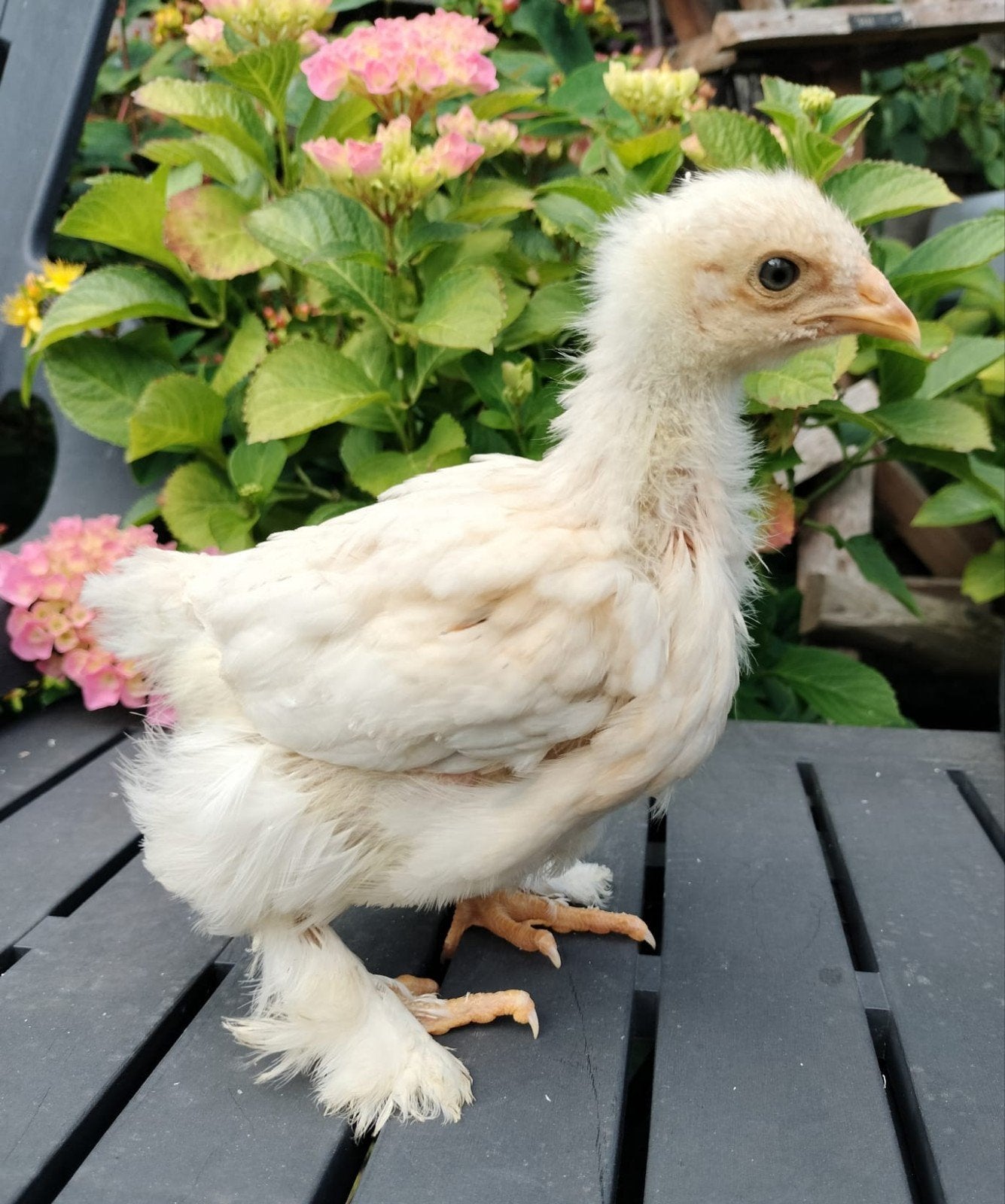 Brahma groot hennen,  gesexst hennetjes kuikens, Dieren en Toebehoren, Pluimvee, Vrouwelijk, Kip