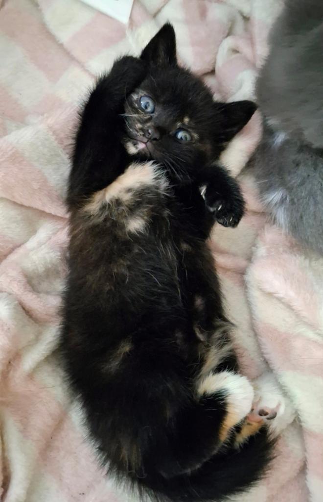 Nog 1 beschikbaar! Kittens half Britse korthaar