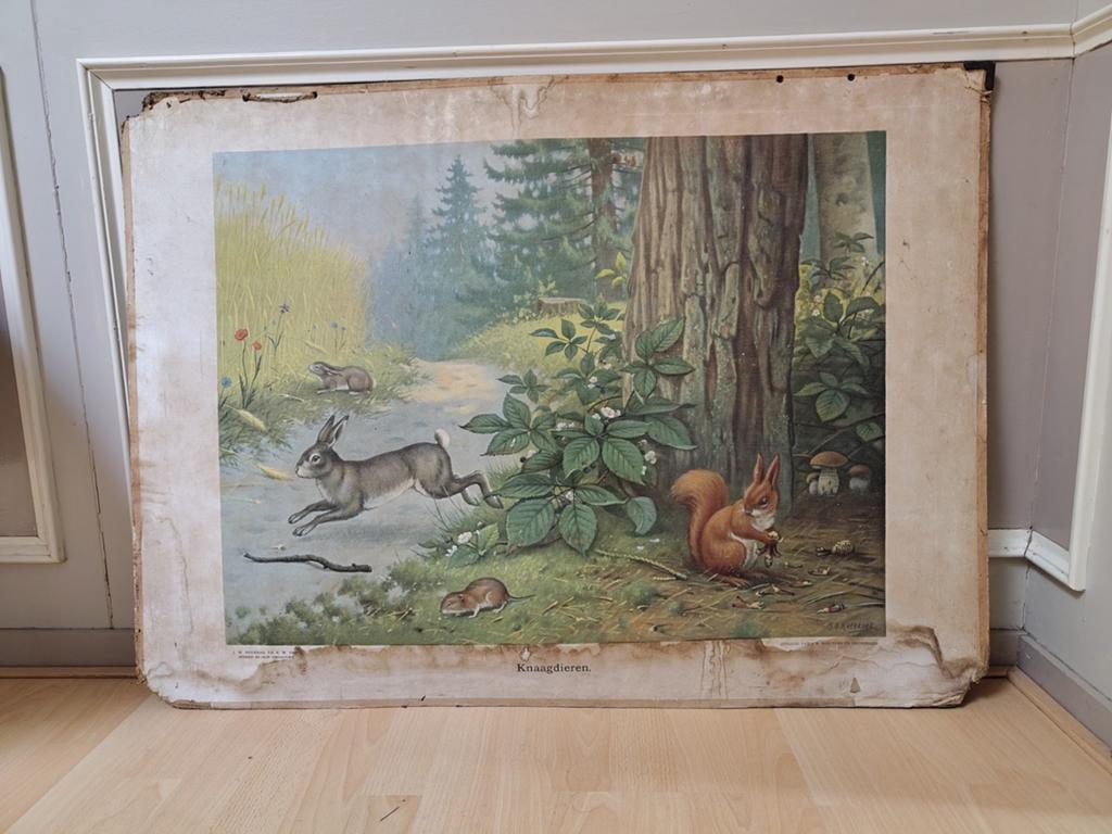 Vintage schoolplaat Knaagdieren - J.W. Boerman & K.M. Knip, Antiek en Kunst, Ophalen, Natuur en Biologie