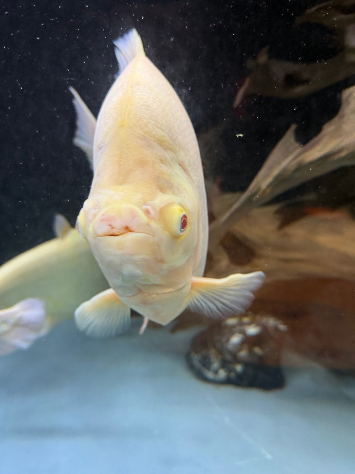 Pacu albino 40cm, Vis, Zoetwatervis