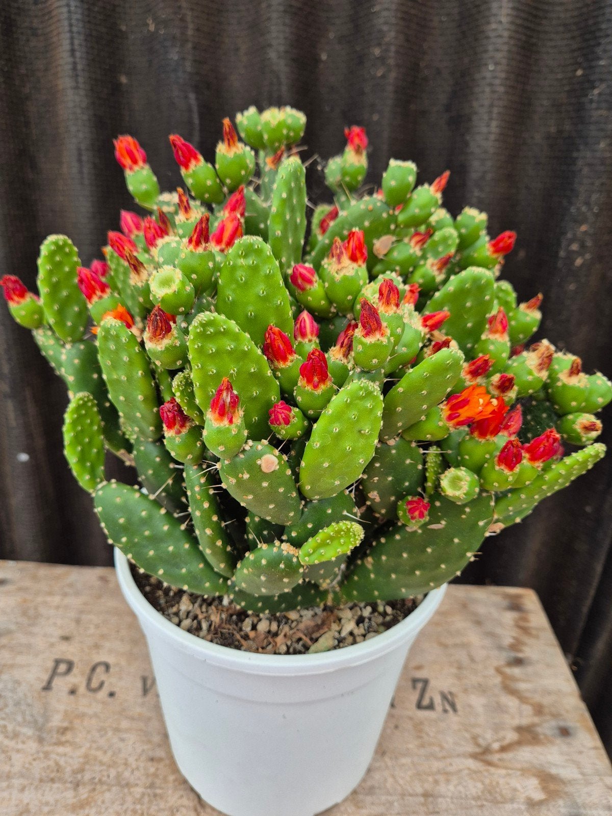 Opuntia Quitensis XXL p19 (3), Ophalen of Verzenden, Halfschaduw