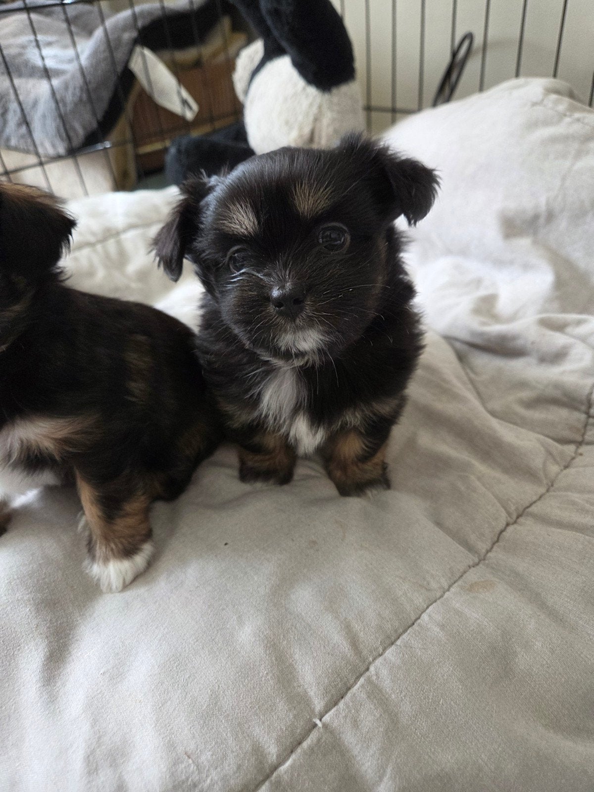 te koop prachtige mooie pups Mogen bijna weg!!, 8 tot 15 weken, Meerdere, Meerdere dieren, Klein
