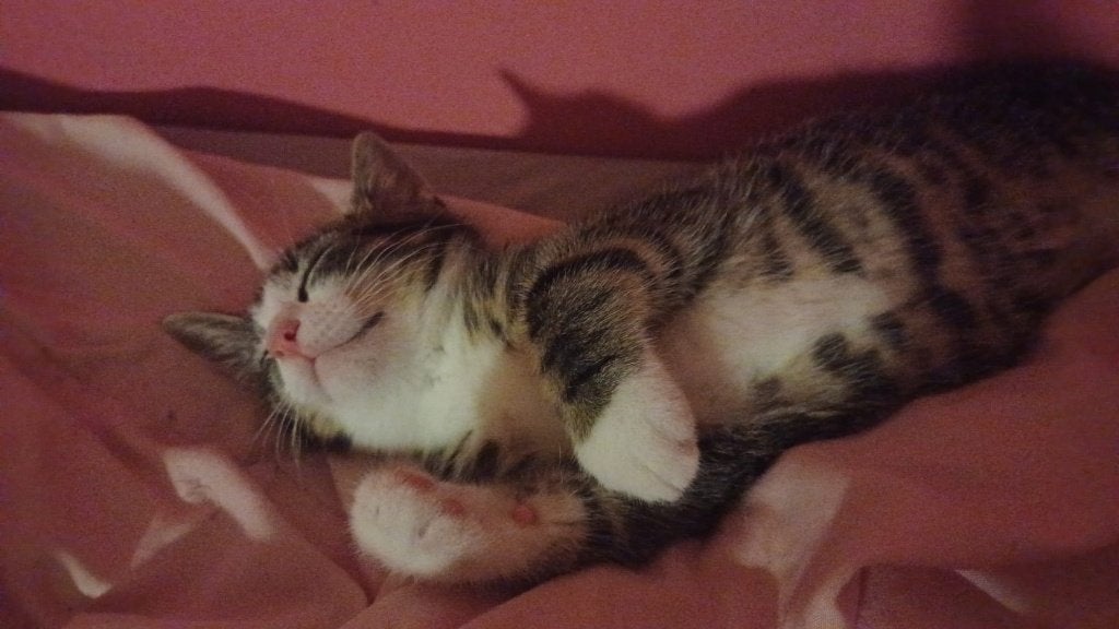Kitten 11 weken, Poes