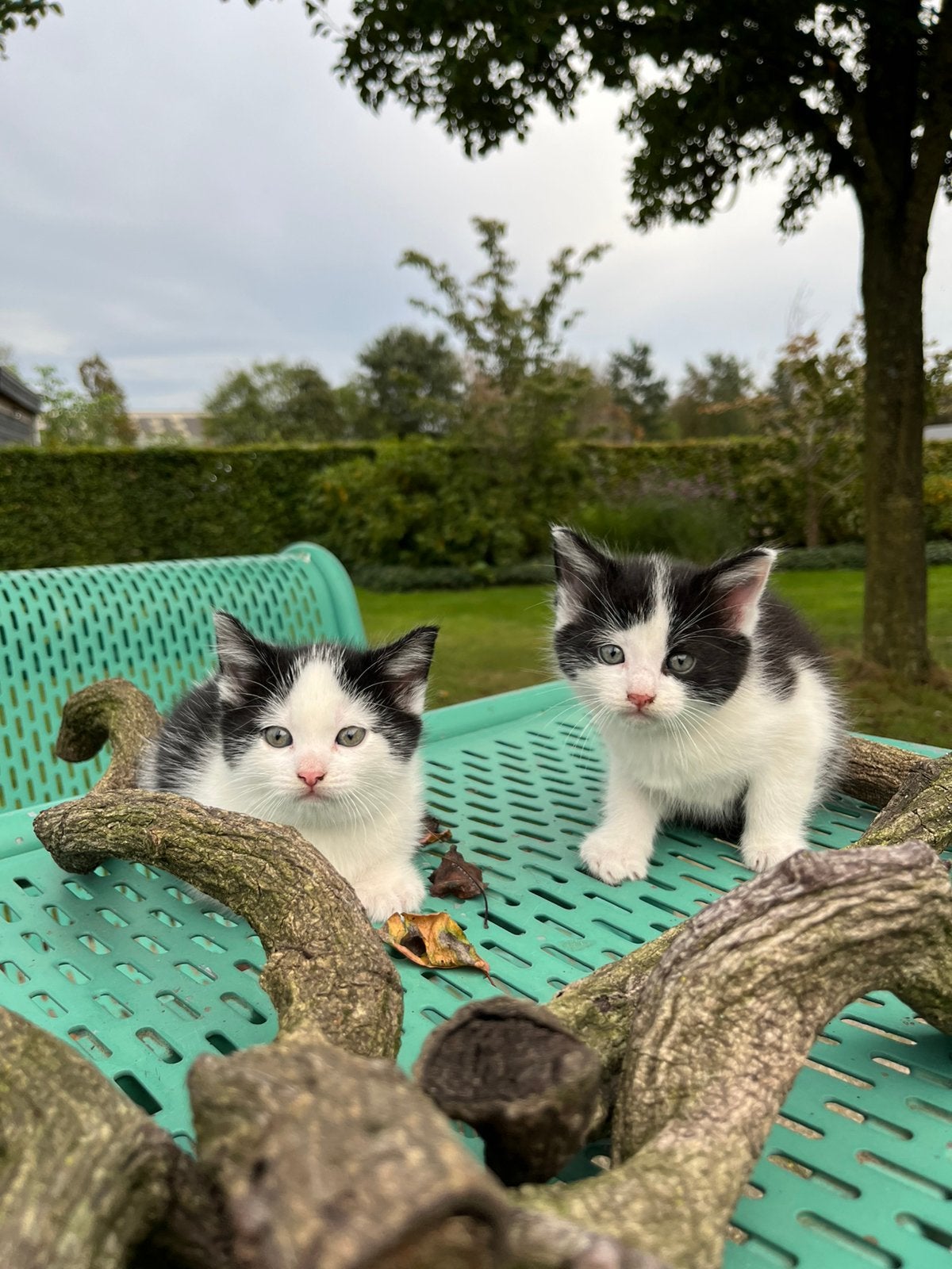 Boerderij kittens te koop!, Dieren en Toebehoren, Meerdere dieren