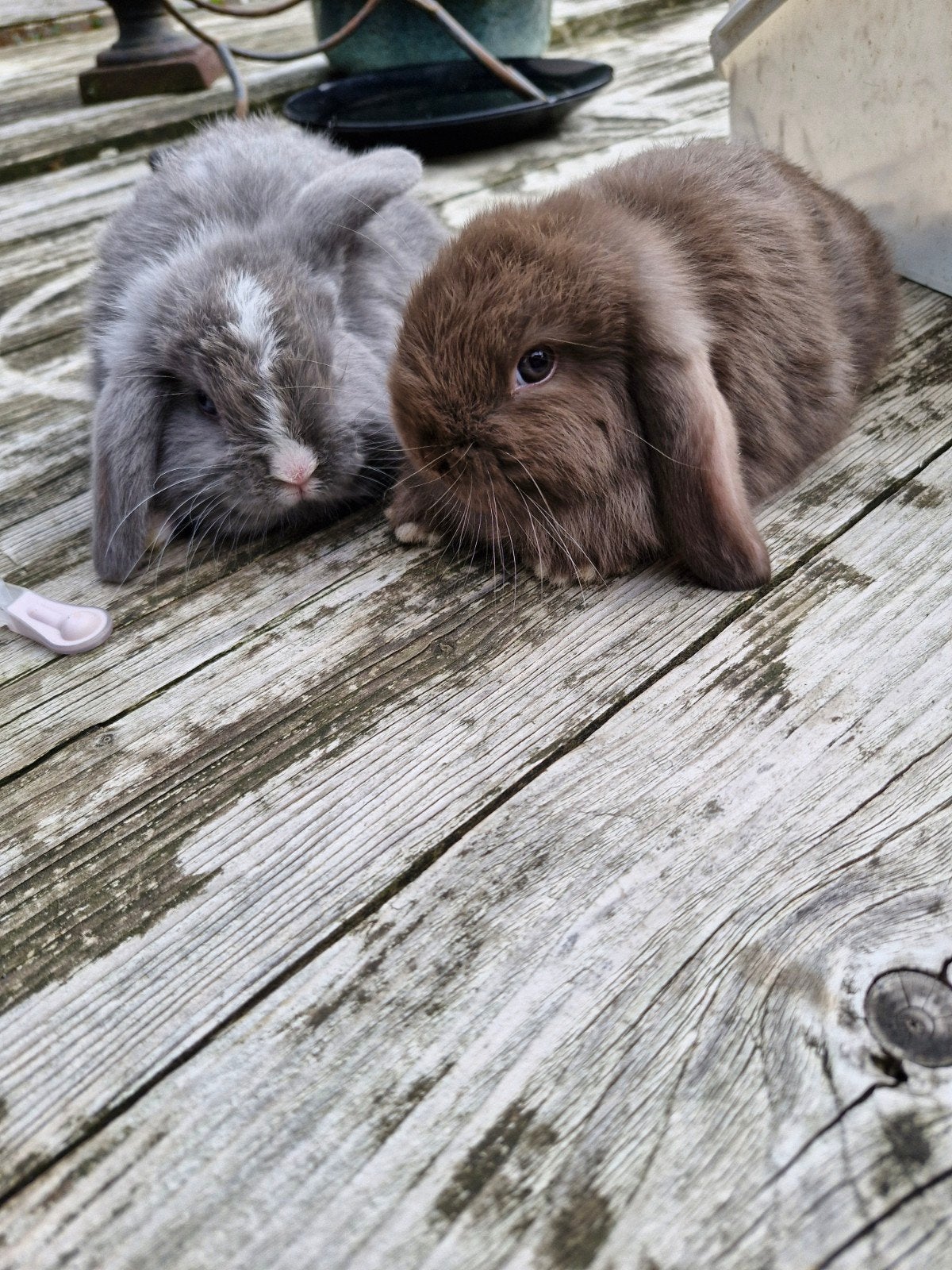 Twee mooie rammetjes, Dieren en Toebehoren, Mannelijk, Dwerg