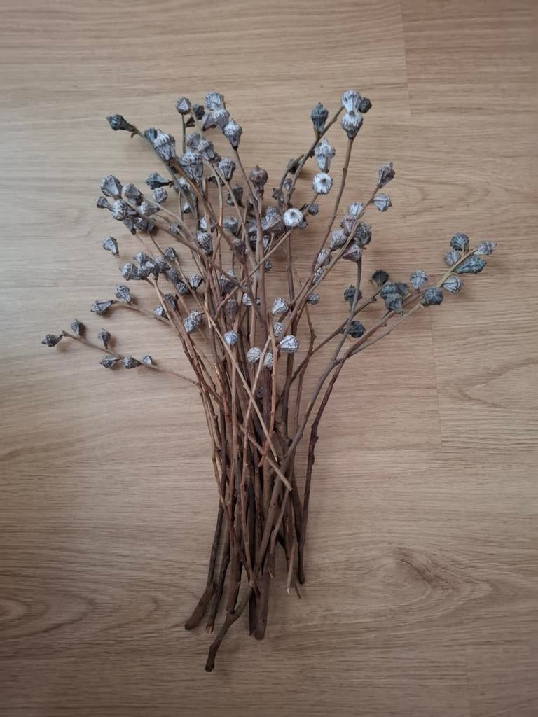 bos eucalyptus droogbloemen/ takken met eucalyptus bollen, Ophalen