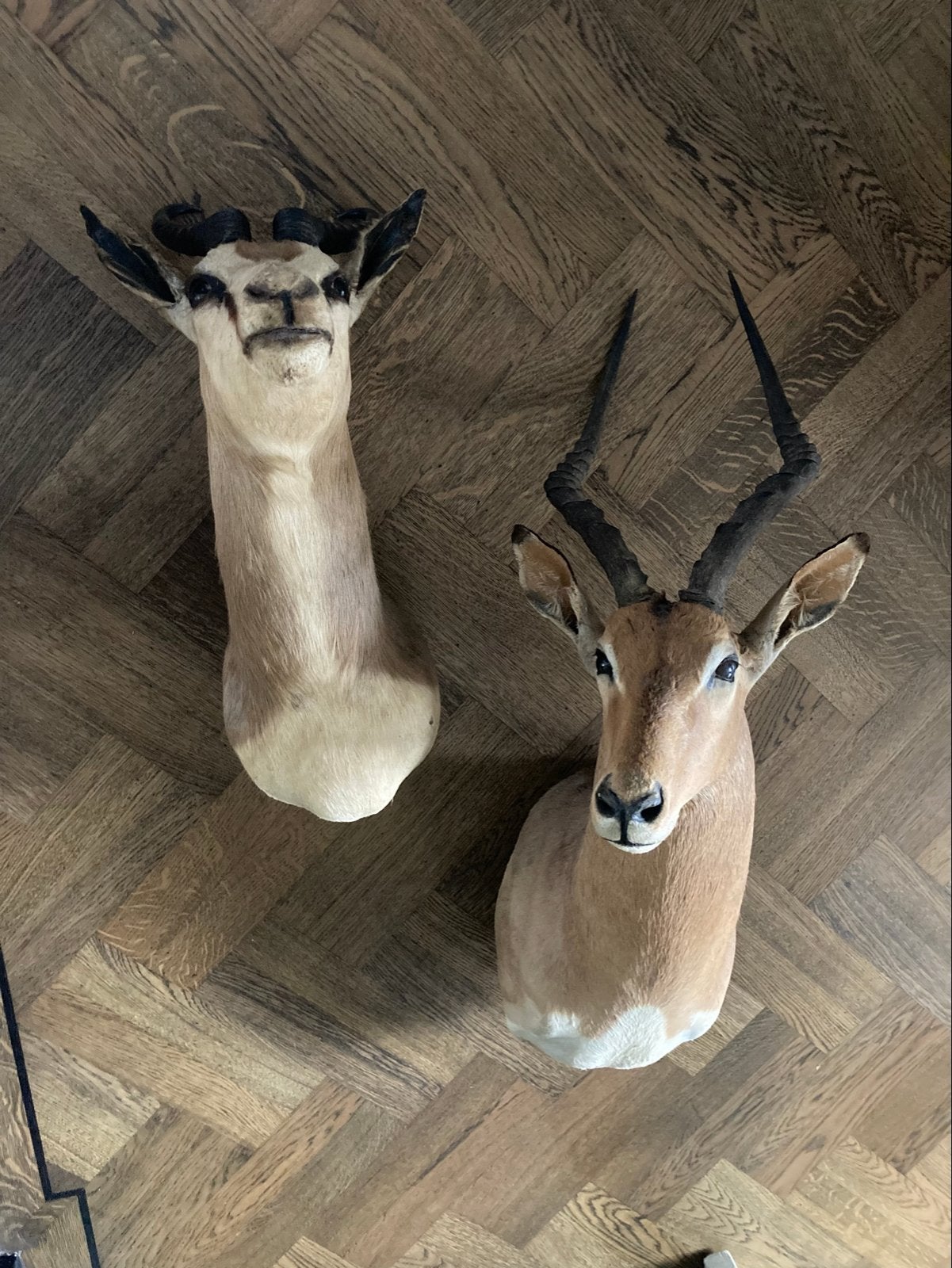 Opgezette Springbok en Impala - Wanddecoratie, Ophalen of Verzenden, Gebruikt, Dier