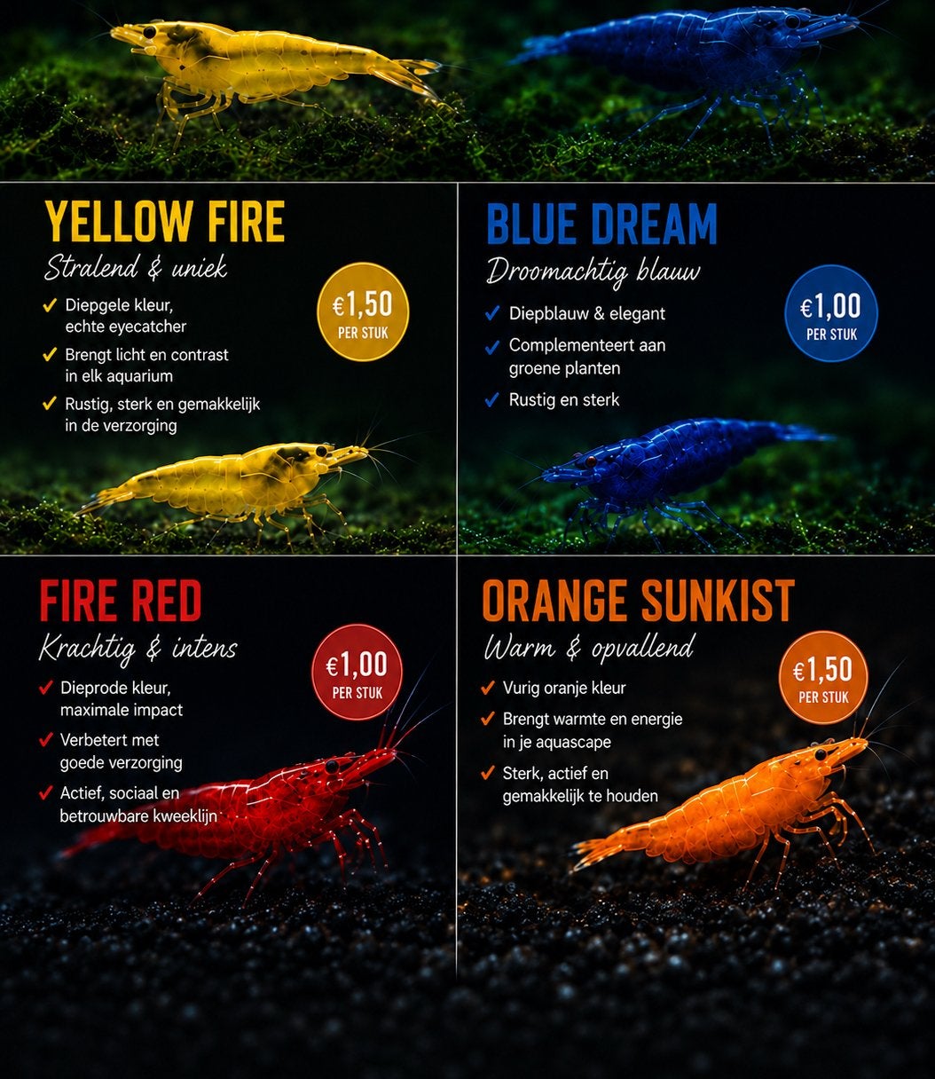 Neocaridina garnalen | Blauw, Rood, Geel, Oranje, Kreeft, Krab of Garnaal