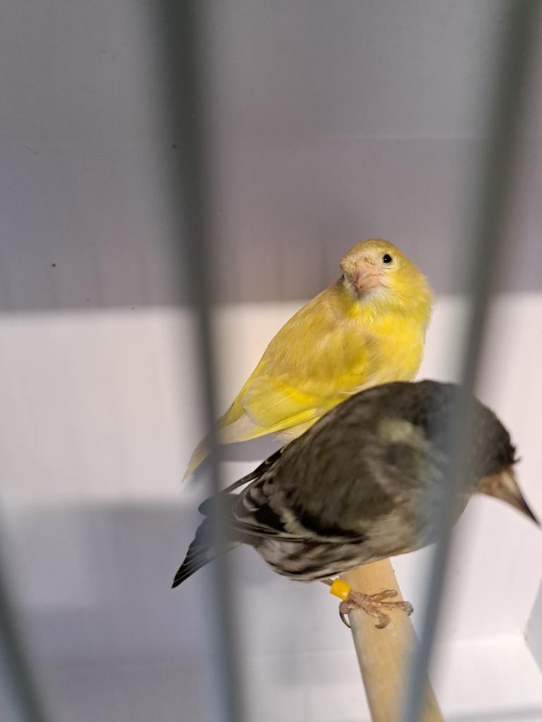 Te koop koppel europese sijzen, Dieren en Toebehoren, Meerdere dieren, Wildzangvogel