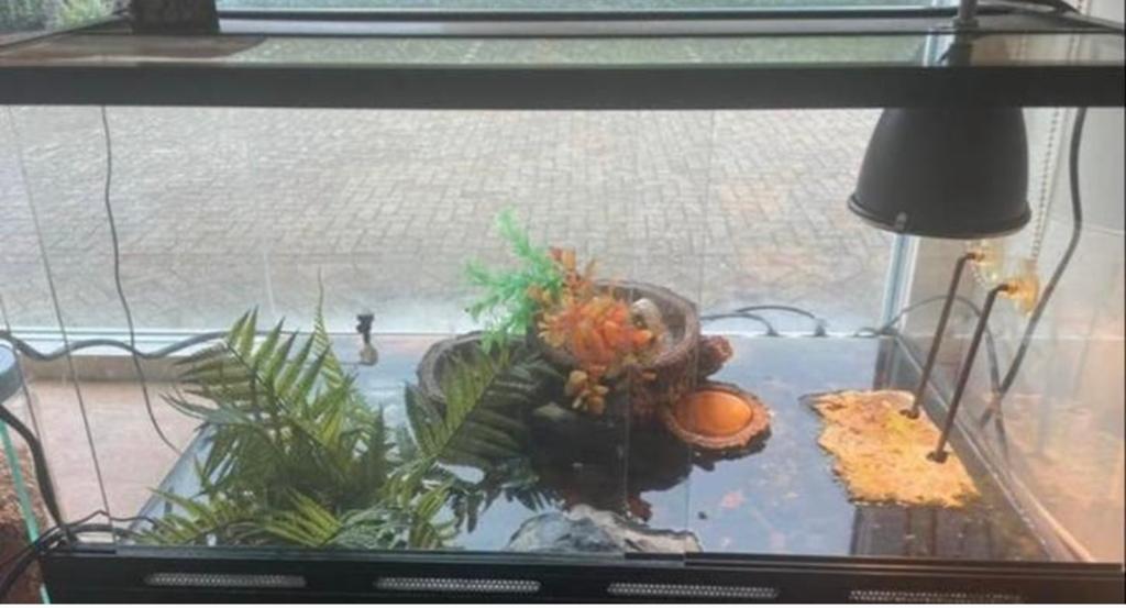 Terrarium met toebehoren, Ophalen of Verzenden, Zo goed als nieuw