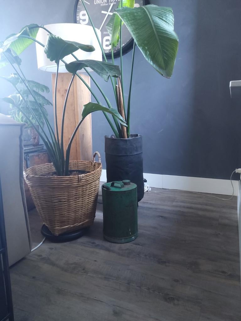 Olievat, Ophalen of Verzenden, Halfschaduw, Minder dan 100 cm