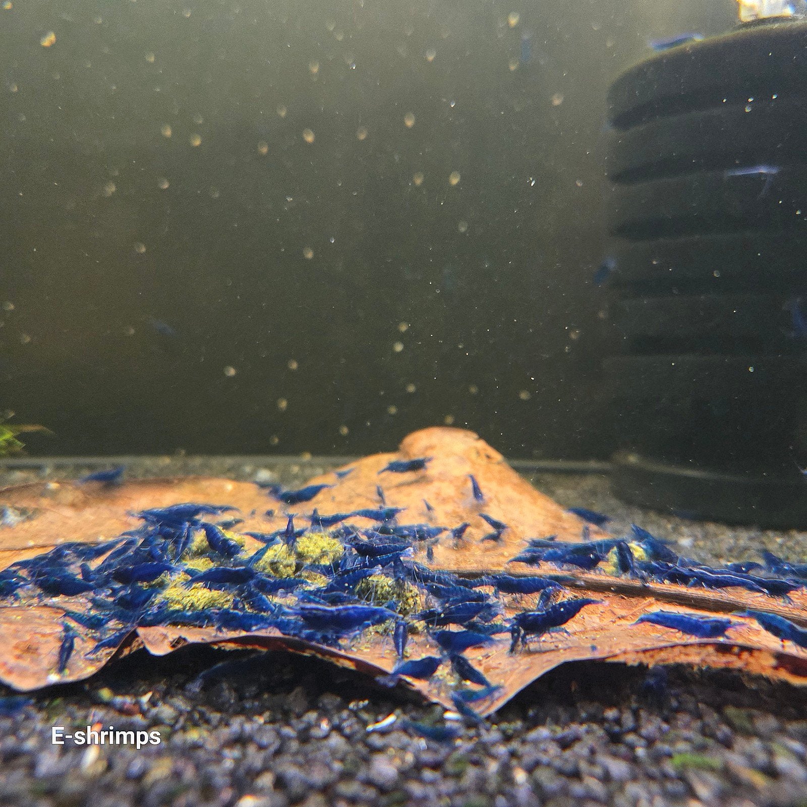 ☑️Blauwe | Blue Dream Neocaridina-garnalen / high-grade, Dieren en Toebehoren, Kreeft, Krab of Garnaal, Zoetwatervis, Schoolvis