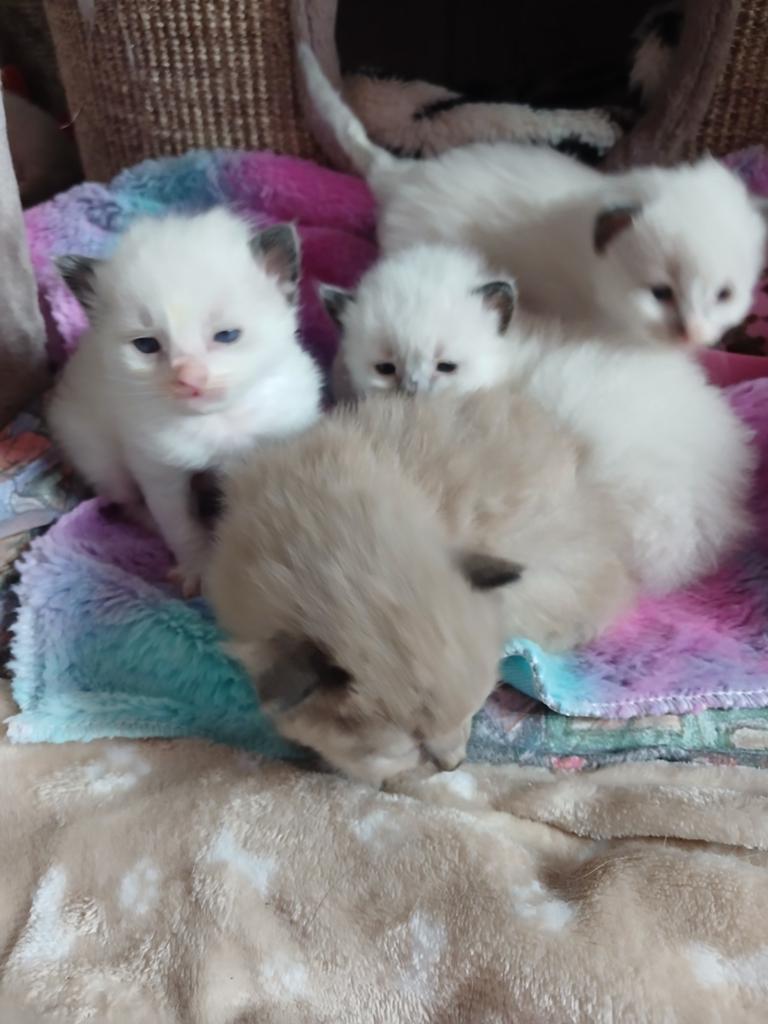 Ragdoll kittens zoeken een gouden mandje., Dieren en Toebehoren, Katten en Kittens | Raskatten | Langhaar, Meerdere dieren