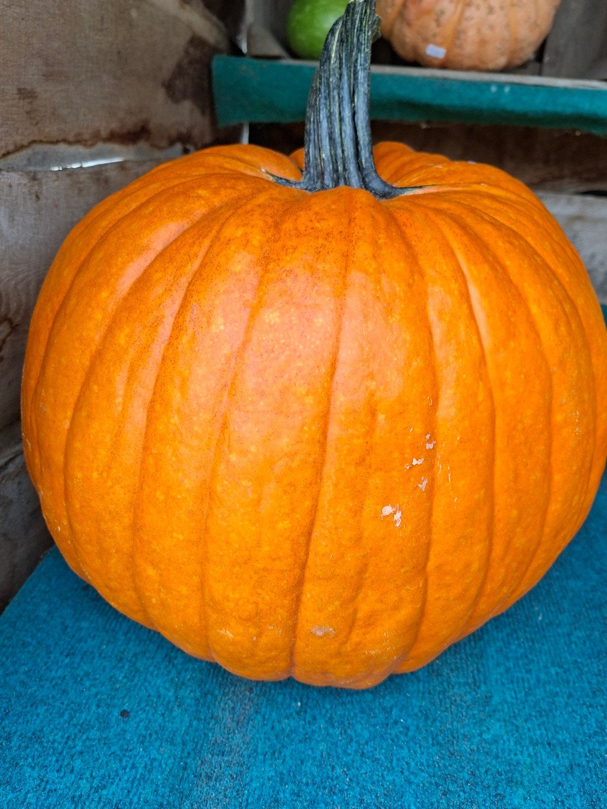 Pompoenen /kalebassen/halloween, Ophalen, Volle zon