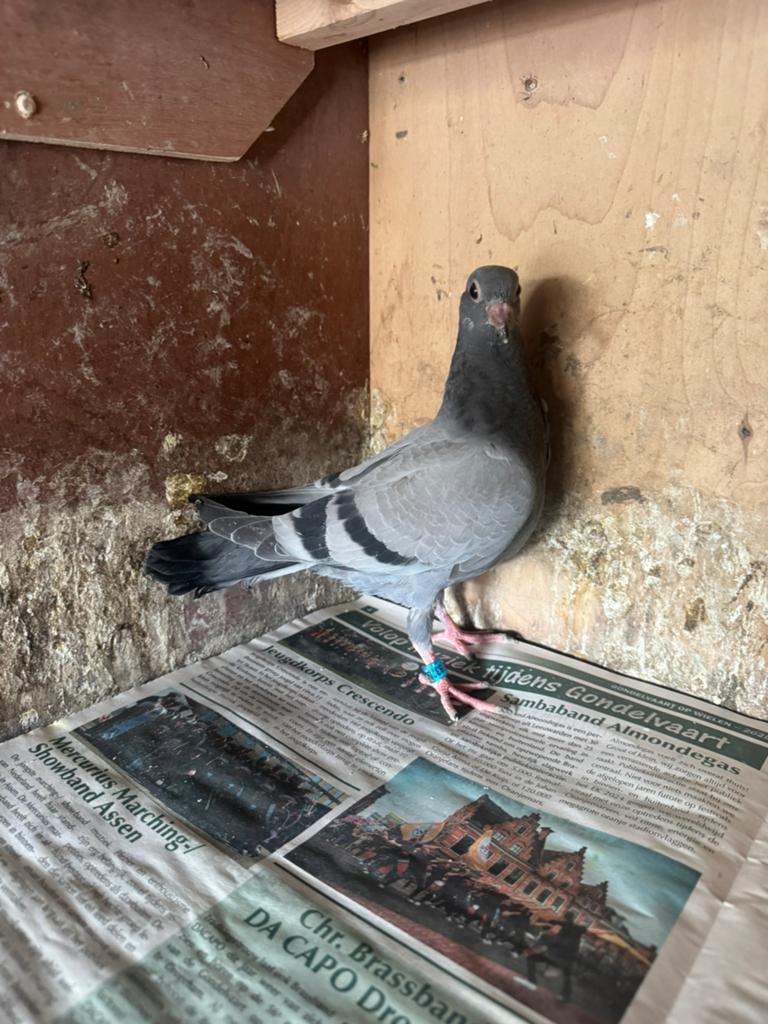 Jonge postduif, Dieren en Toebehoren, Vogels | Duiven, Geslacht onbekend, Postduif