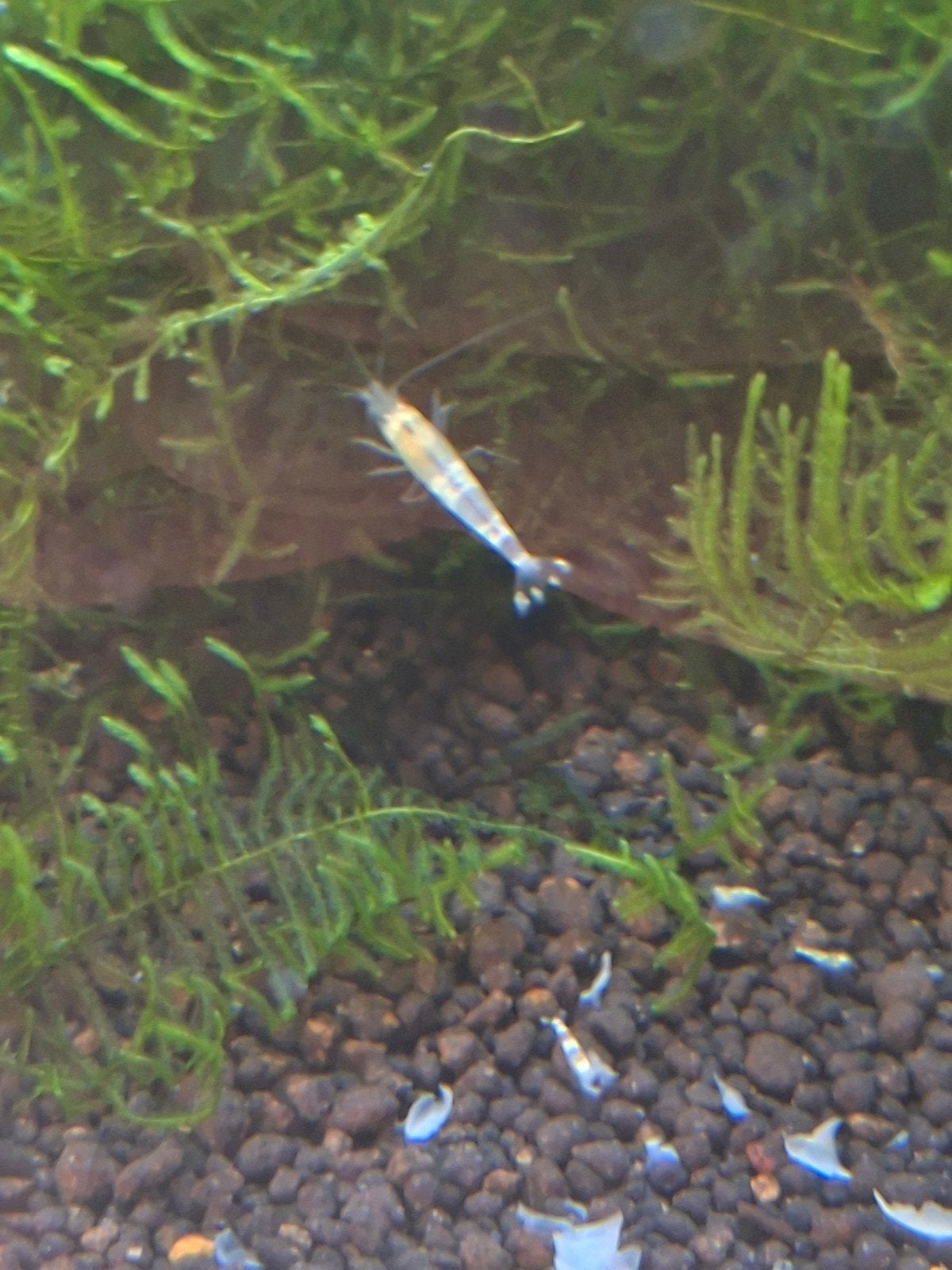 Ghost bee, Kreeft, Krab of Garnaal