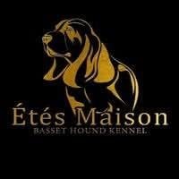 Basset Hound, Basset, 8 tot 15 weken, Parvo, Meerdere
