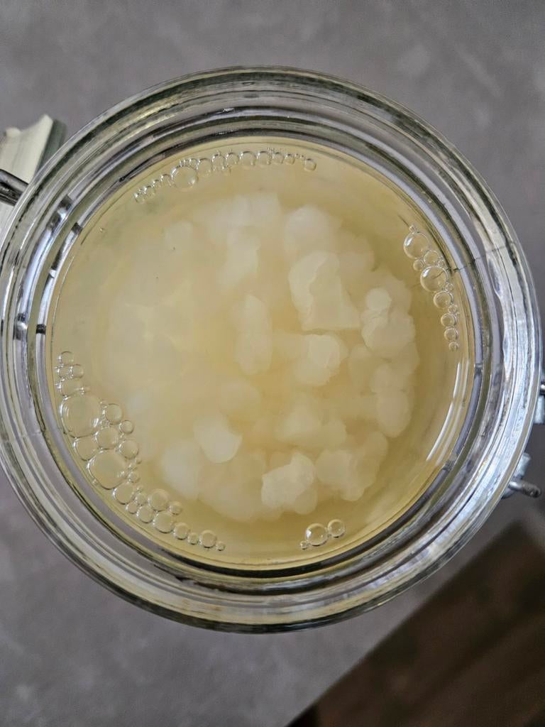 Waterkefir, Ophalen of Verzenden