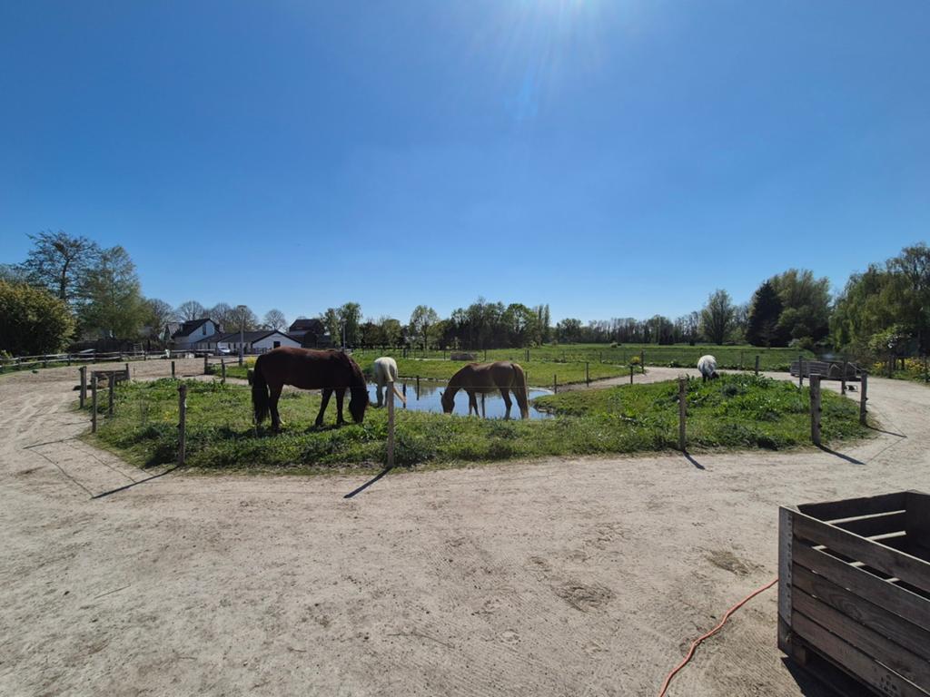 Ponyplek op 24/7 stalling in Ter Aar, Dieren en Toebehoren, Stalling