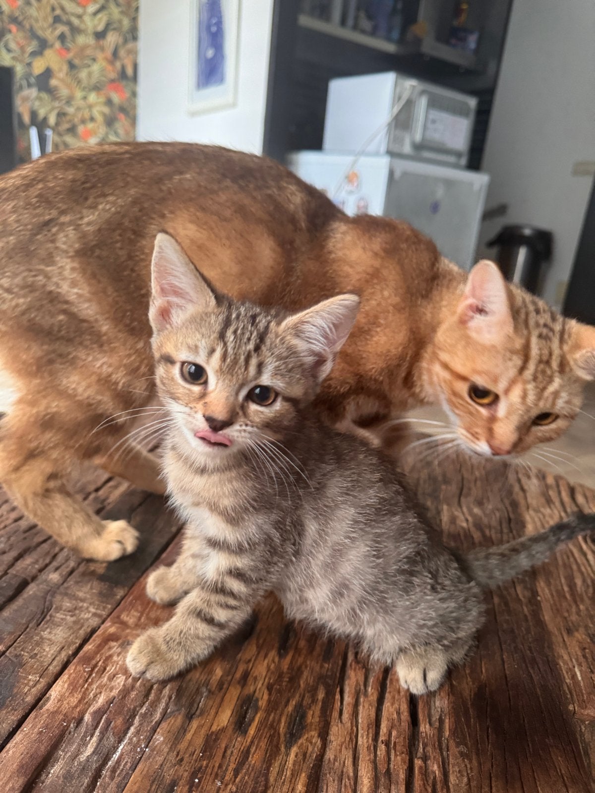 Een kitten, Poes, Kortharig, 0 tot 2 jaar