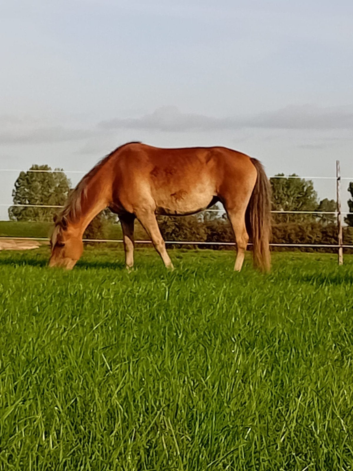 super lieve haflinger mix, Minder dan 160 cm, Zadelmak, 7 tot 10 jaar, Recreatiepaard