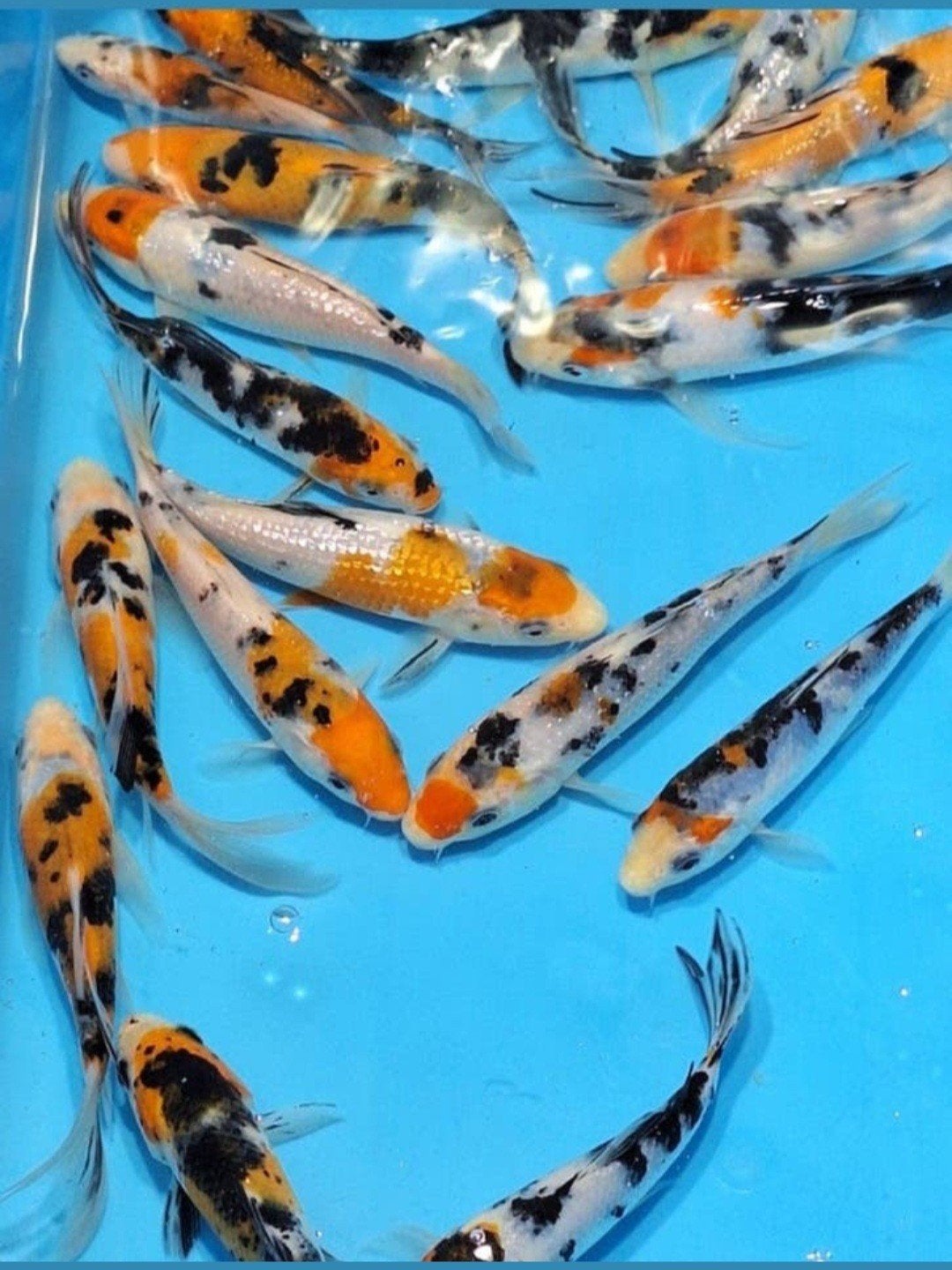 Koi karpers, Dieren en Toebehoren, Karper of Koi