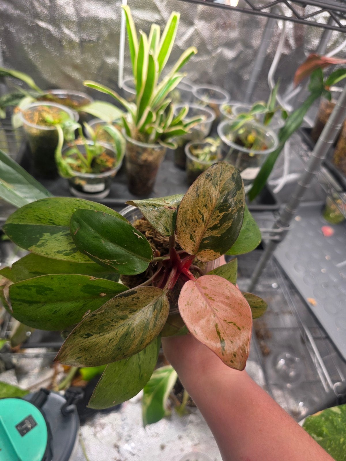 philodendron red congo mint varigata, Ophalen of Verzenden, Halfschaduw, Minder dan 100 cm