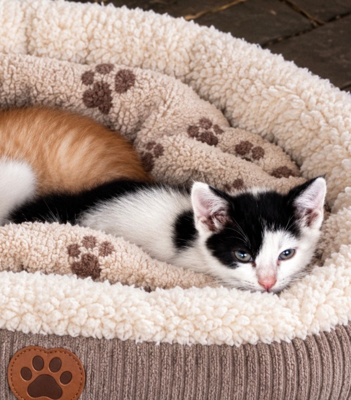 Boerderij kitten lief, stam en heel aanhankelijk, Meerdere dieren