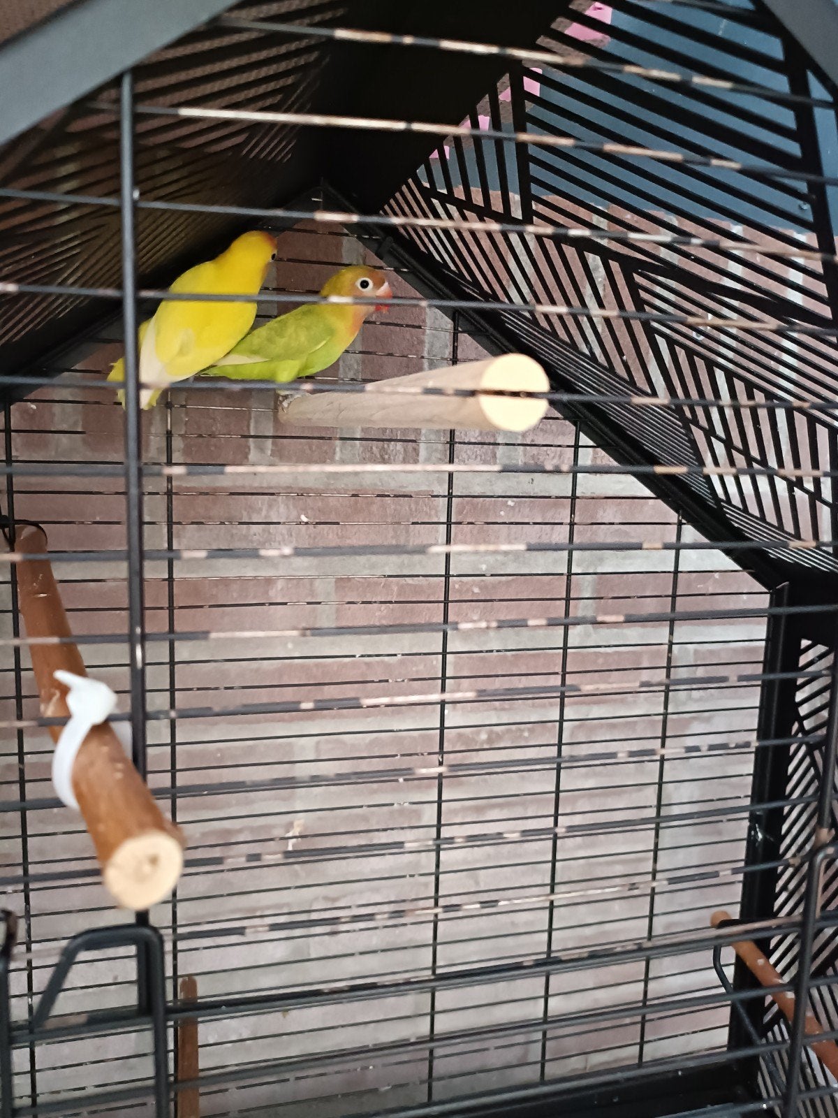 2 jonge agapornissen., Dieren en Toebehoren, Vogels | Parkieten en Papegaaien, Geslacht onbekend, Dwergpapegaai of Agapornis, Geringd