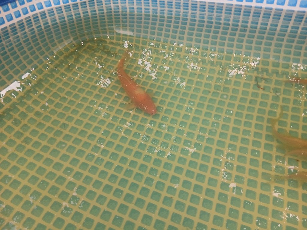 Oranje koi karper, Dieren en Toebehoren, Karper of Koi