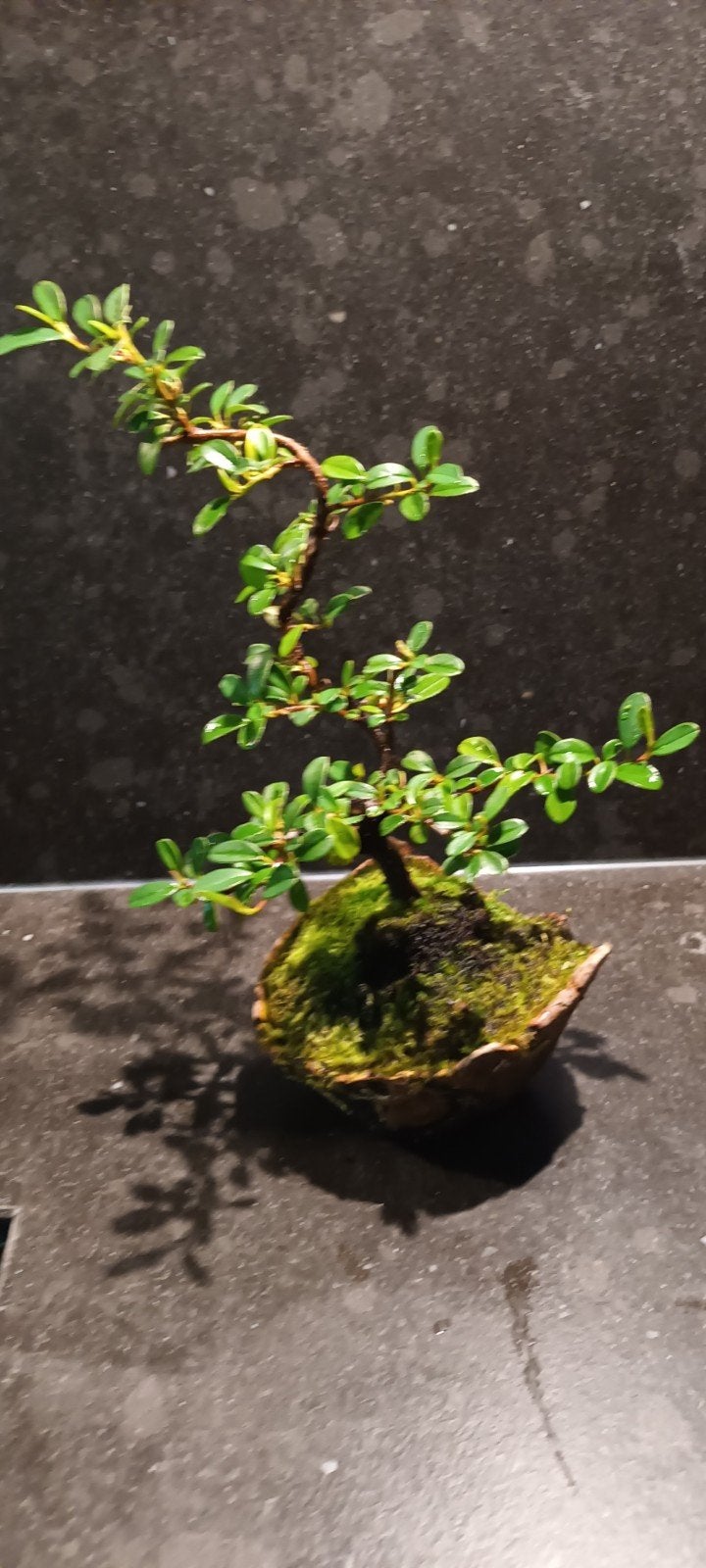 BONSAI COTONEASTER, Tuin en Terras, Bloeit niet, Halfschaduw, Minder dan 100 cm, Overige soorten