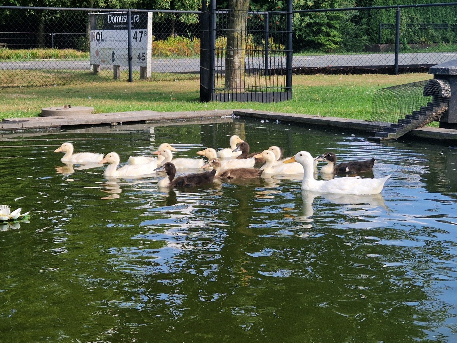 Jonge Loopeenden, Dieren en Toebehoren, Geslacht onbekend, Eend