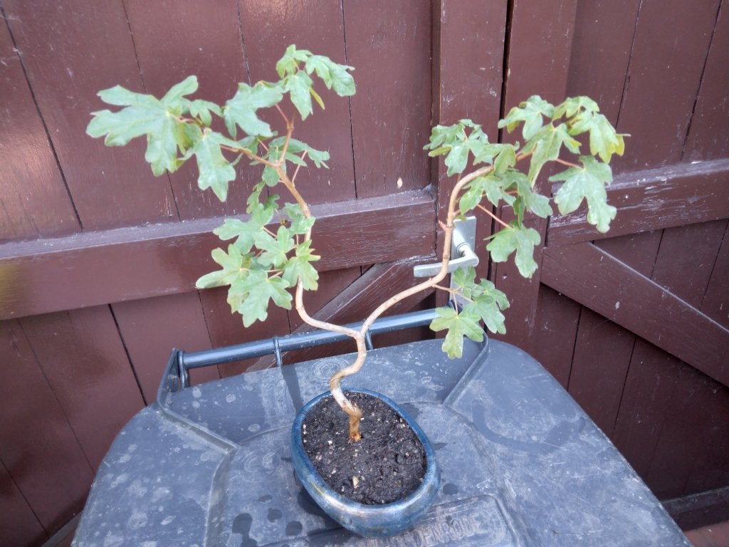 Bonsai, Ophalen, Zo goed als nieuw, Aardewerk, Minder dan 40 cm