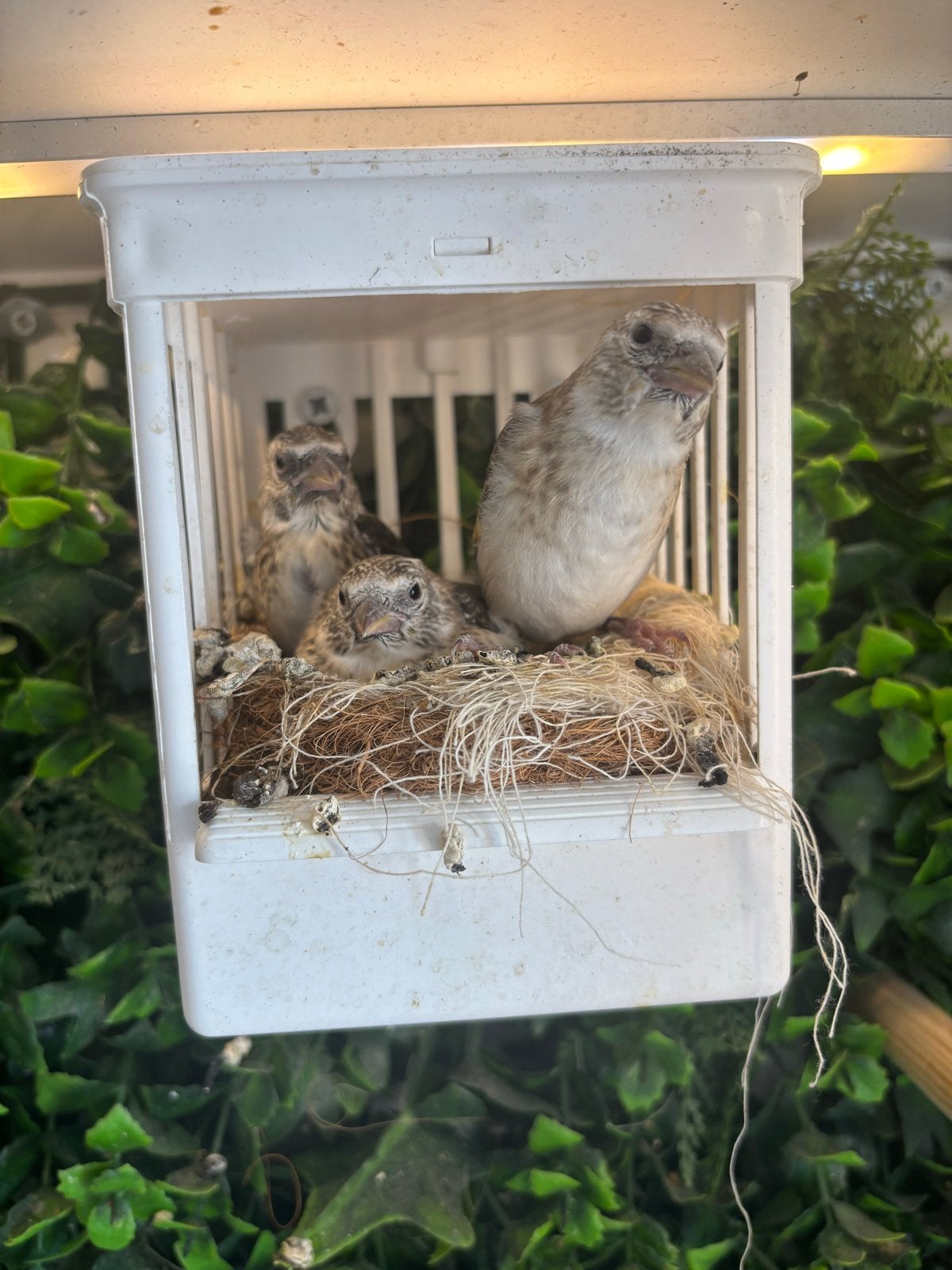 Major putters van 2026. 9 stuks, Meerdere dieren, Wildzangvogel
