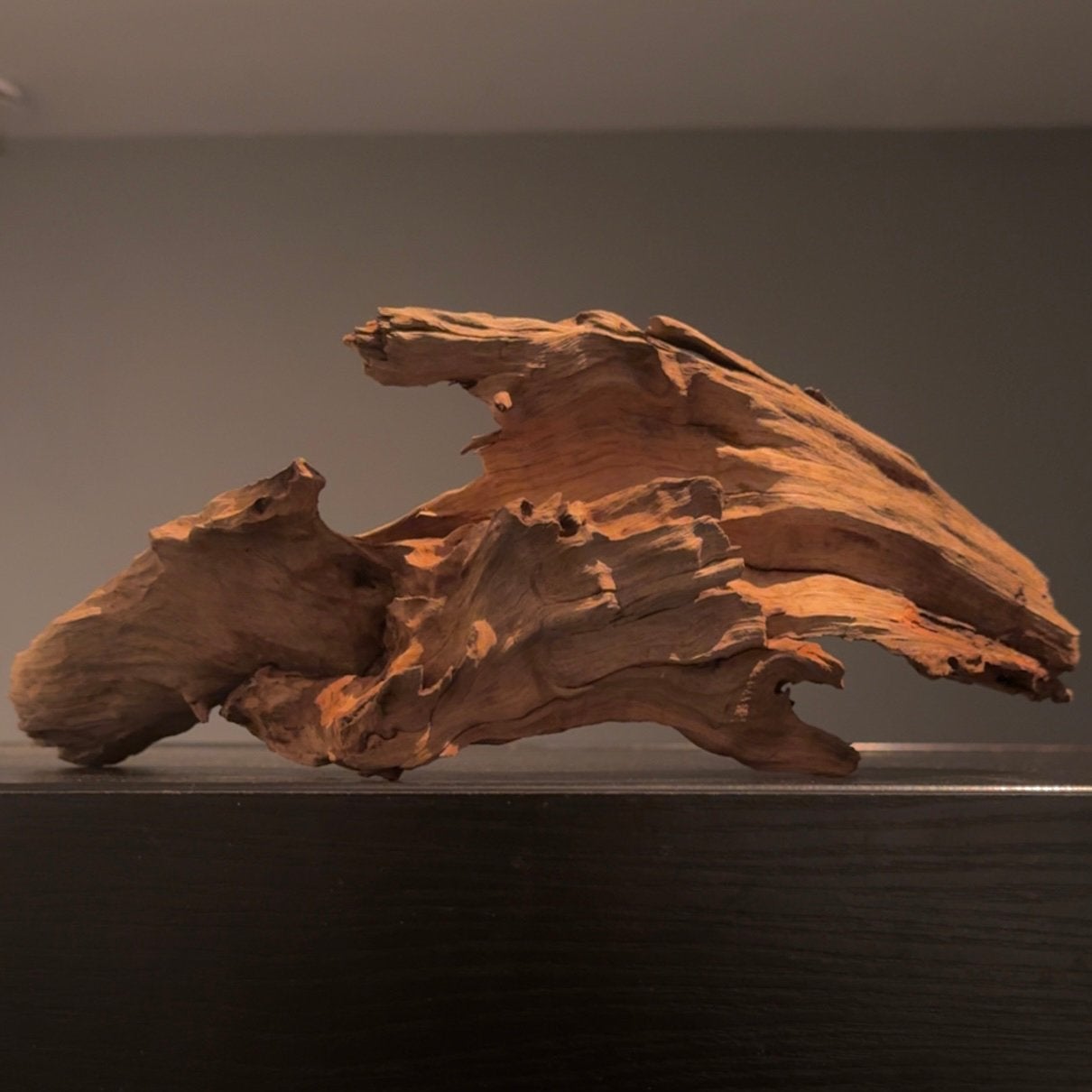 Mooi stuk Driftwood / Spiderwood / Kienhout, Decoratie Hout, Ophalen of Verzenden, Nieuw, Leeg aquarium