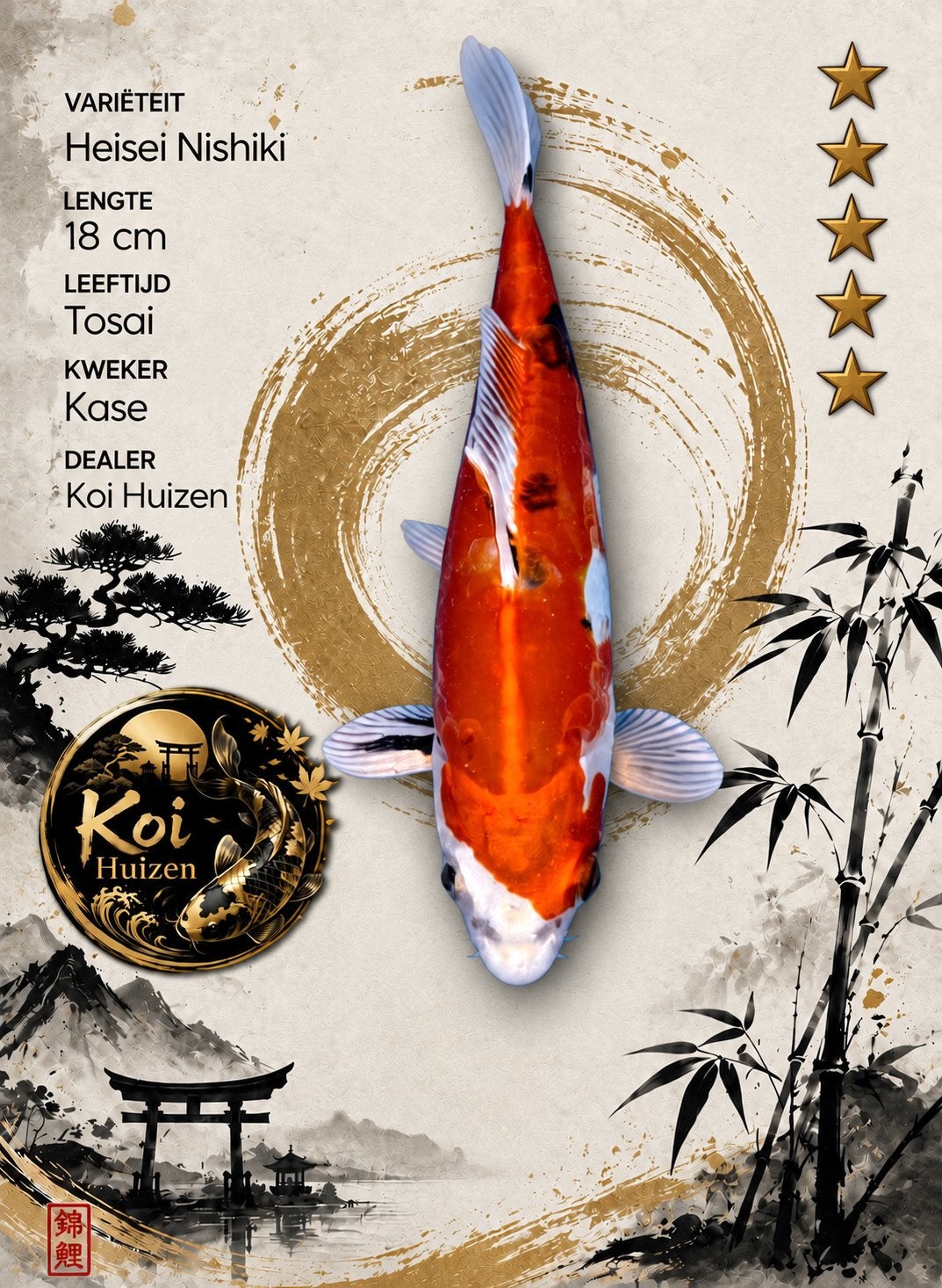 Heisei Nishiki Koi 18cm, Karper of Koi