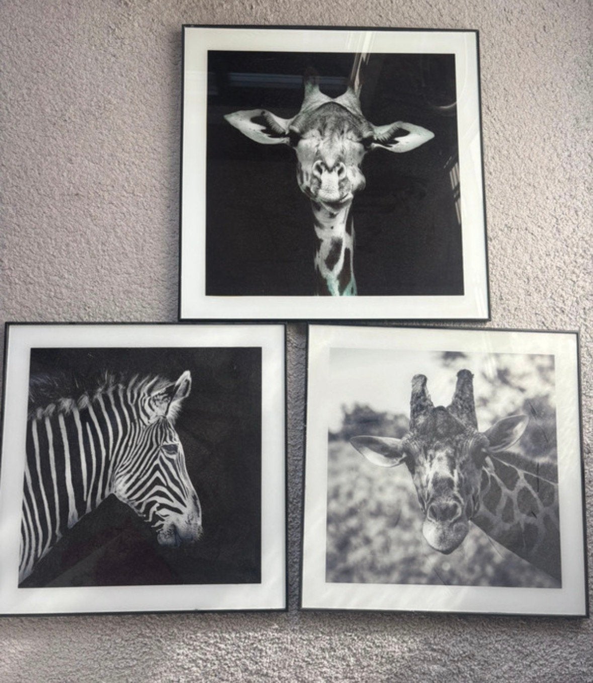 Dierenposter zwart wit, Antiek en Kunst, Ophalen, Foto, Fotografie