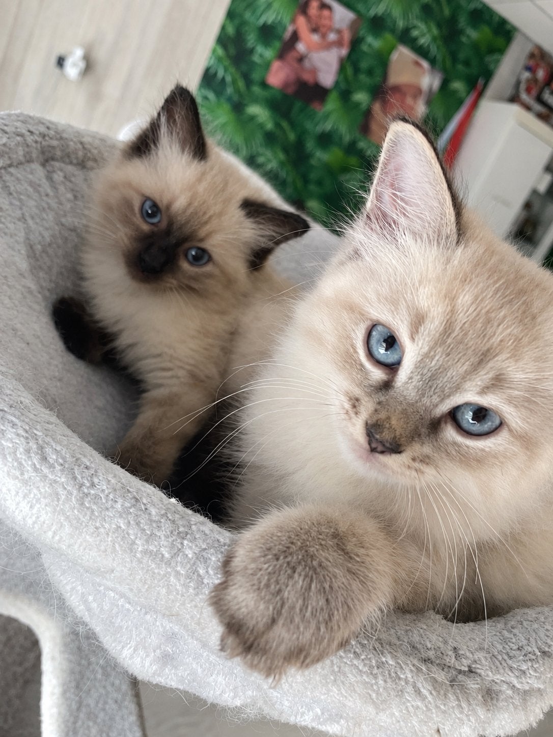 Ragdoll kittens zoeken een liefdevol thuis Laatste 2 katers, Dieren en Toebehoren, Meerdere dieren, Ontwormd, 0 tot 2 jaar