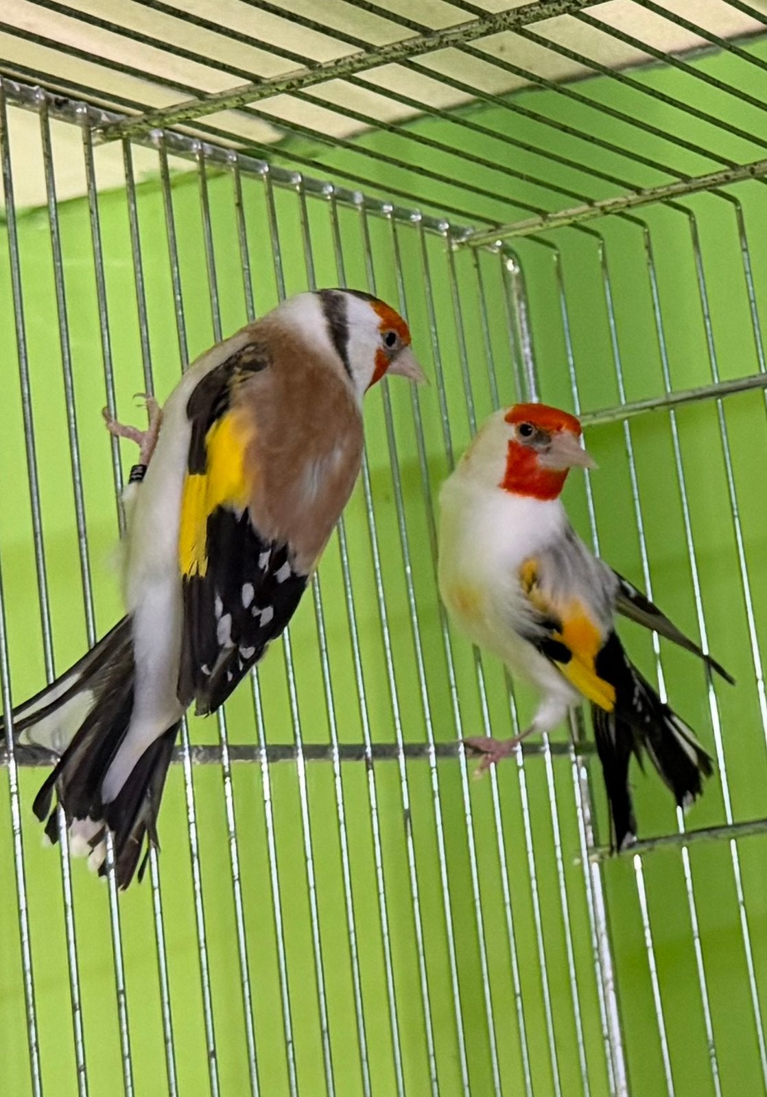 Major putters mannen Distelvink, Dieren en Toebehoren, Vogels | Overige Vogels, Mannelijk, Wildzangvogel, Geringd