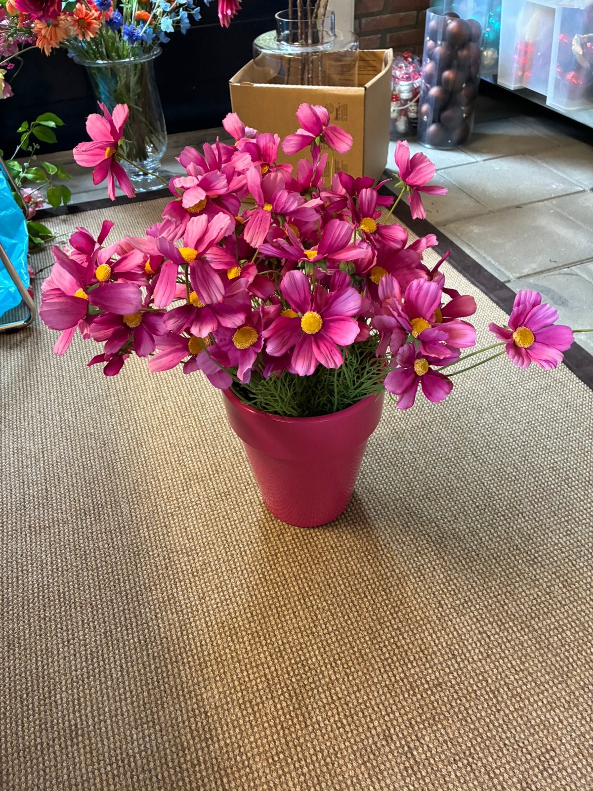 Bos fuchsia cosmea, Ophalen of Verzenden, Zo goed als nieuw