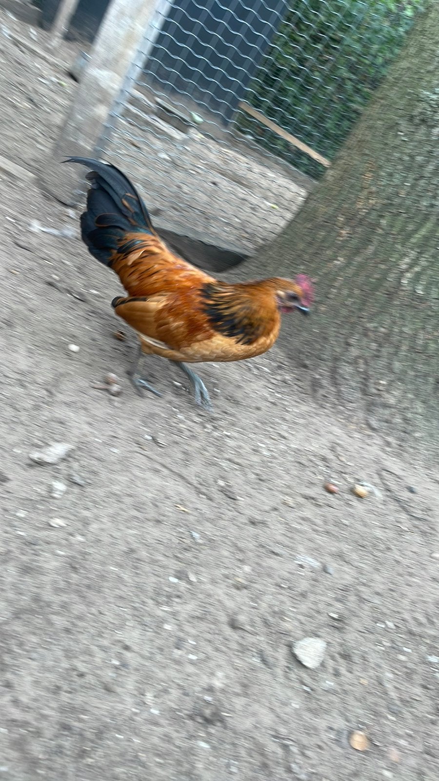Kriel kippen, Dieren en Toebehoren, Meerdere dieren, Kip
